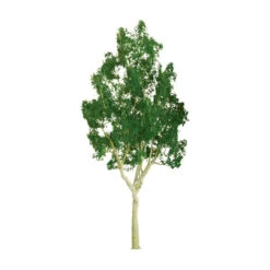 JTT Scenery 94401 Z Scale Professional Trees Mountain Gum 3/4'' Pro (6)